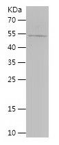    PPARG / Recombinant Human PPARG