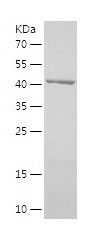    MRPS22 / Recombinant Human MRPS22