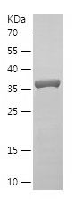    GEF720 / Recombinant Human GEF720