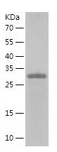    ORAI1 / Recombinant Human ORAI1