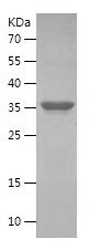    ZFP36 / Recombinant Human ZFP36