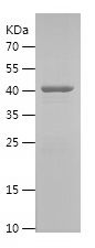    OGT / Recombinant Human OGT