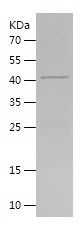    TIMM23 / Recombinant Human TIMM23