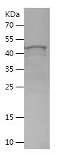    SREBF1 / Recombinant Human SREBF1