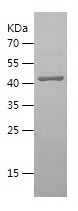    PHB2 / Recombinant Human PHB2