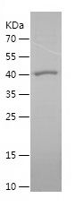    HSPA9 / Recombinant Human HSPA9