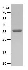    HTR1A / Recombinant Human HTR1A