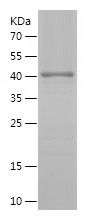    CHCHD3 / Recombinant Human CHCHD3