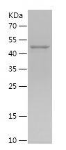    FBF1 / Recombinant Human FBF1