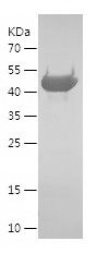    ECHS1 / Recombinant Human ECHS1