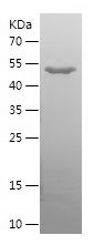    DAAM1 / Recombinant Human DAAM1