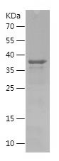    MIEF2 / Recombinant Human MIEF2