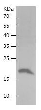    CD137 / Recombinant Human CD137