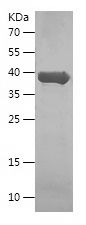    HSPB11 / Recombinant Human HSPB11