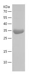    HINT1 / Recombinant Human HINT1