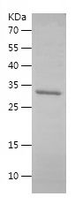    CISD2 / Recombinant Human CISD2