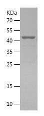    CUX1 / Recombinant Human CUX1