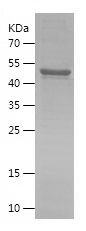    PPFIA1 / Recombinant Human PPFIA1