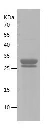    ATP8 / Recombinant Human ATP8