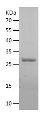    Claudin 3 / Recombinant Human Claudin 3