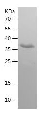    CD314 / Recombinant Human CD314