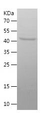    RAB1A / Recombinant Human RAB1A