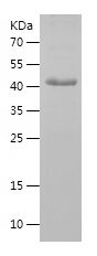    ASS1 / Recombinant Human ASS1