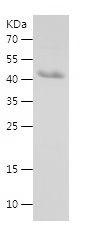    NDUFV1 / Recombinant Human NDUFV1