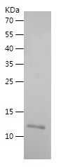 Recombinant Goat il-8