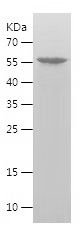    NANOG / Recombinant Human NANOG