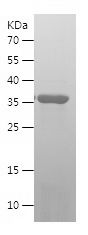    GEF2 / Recombinant Human GEF2