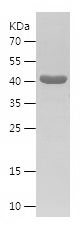    CISY / Recombinant Human CISY