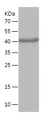    NR1H3 / Recombinant Human NR1H3