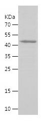    SNAI1 / Recombinant Human SNAI1