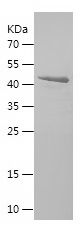    MAD2L1 / Recombinant Human MAD2L1