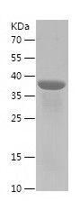    ANGPT1 / Recombinant Human ANGPT1