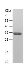    ELAVL1 / Recombinant Human ELAVL1