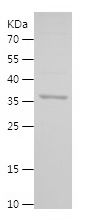    AIFM1 / Recombinant Human AIFM1