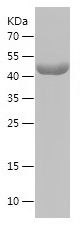    MICAL1 / Recombinant Human MICAL1