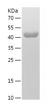    ARL3 / Recombinant Human ARL3