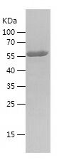    TrpRS / Recombinant Human TrpRS