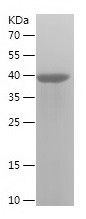    CHCHD4 / Recombinant Human CHCHD4