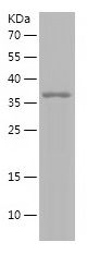    WNT2 / Recombinant Human WNT2