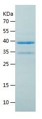    NRF1 / Recombinant Human NRF1