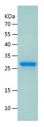    CD183 / Recombinant Human CD183