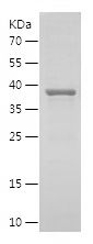    DDX39B / Recombinant Human DDX39B