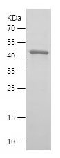    OSBP / Recombinant Human OSBP