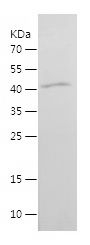    RAB18 / Recombinant Human RAB18