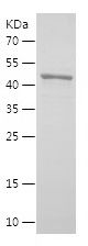    EXOC2 / Recombinant Human EXOC2