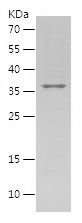    GAPDHS / Recombinant Human GAPDHS